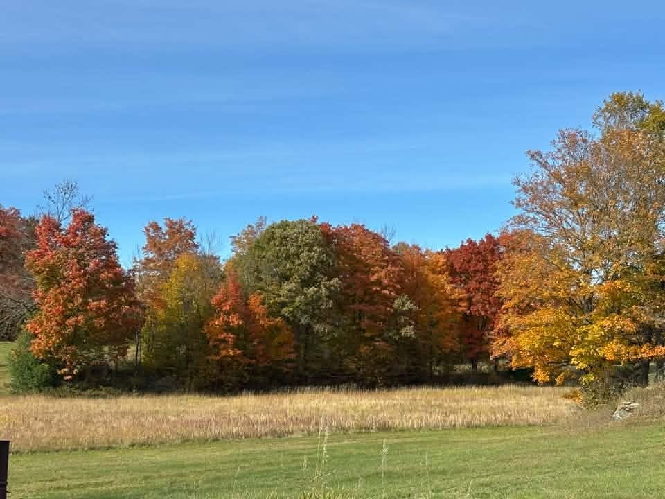 A treeline of maples in red, orange and gold, a few still green, across a field of tall golden grass under a clear blue sky