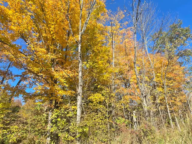 Yellow and orange maples against a deep blue sky, rising above tall grass at the edge of the woods