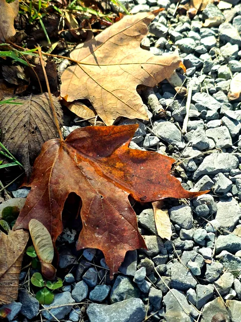 A rust-red maple leaf lying beside a pale dried one on grey crushed stone