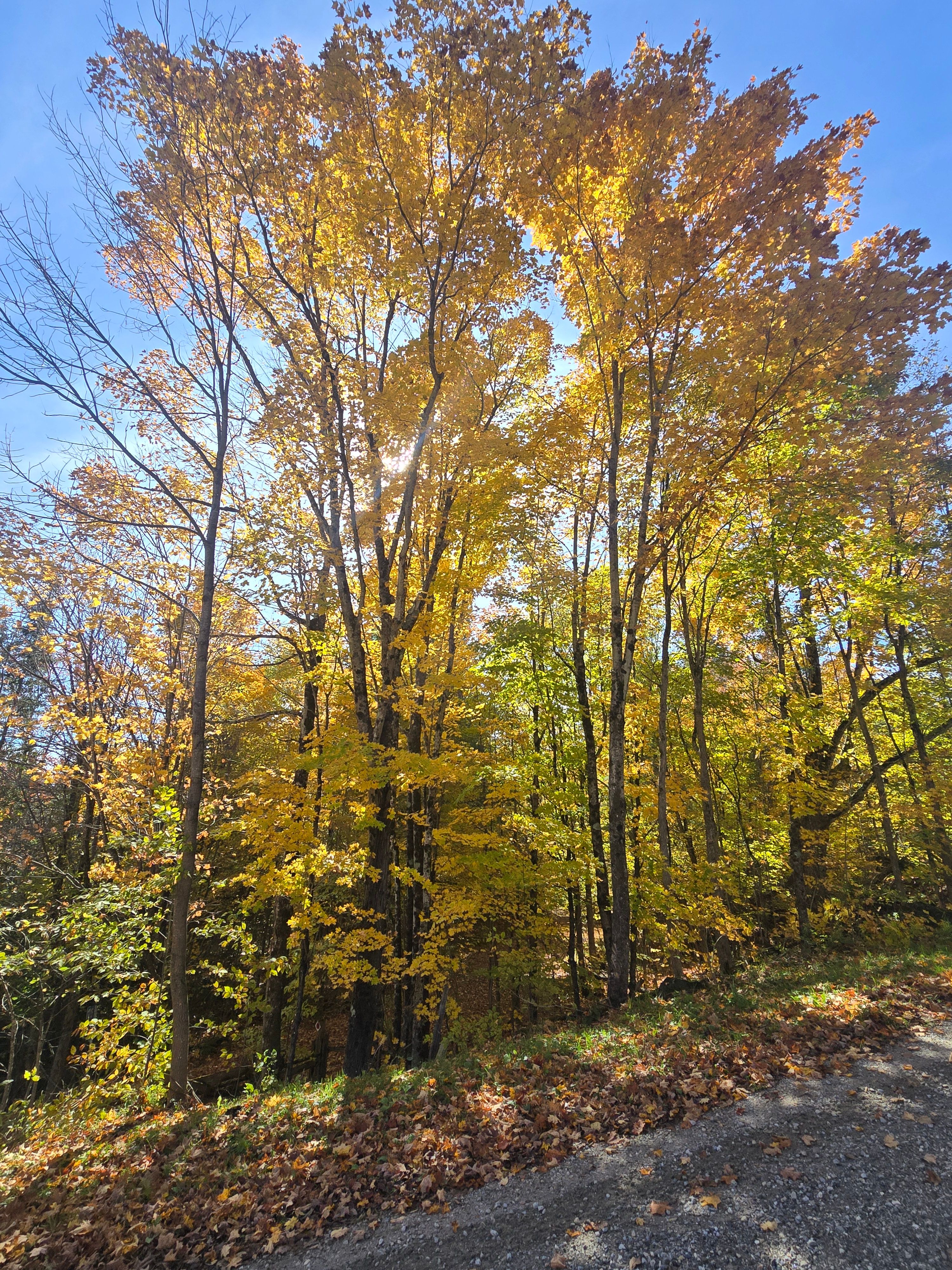 Tall yellow maples backlit by the sun against a blue sky, beside a road strewn with fallen leaves