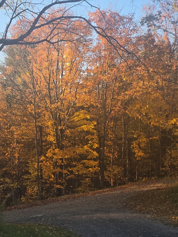 A gravel lane curving past a stand of orange and gold maples under a pale sky