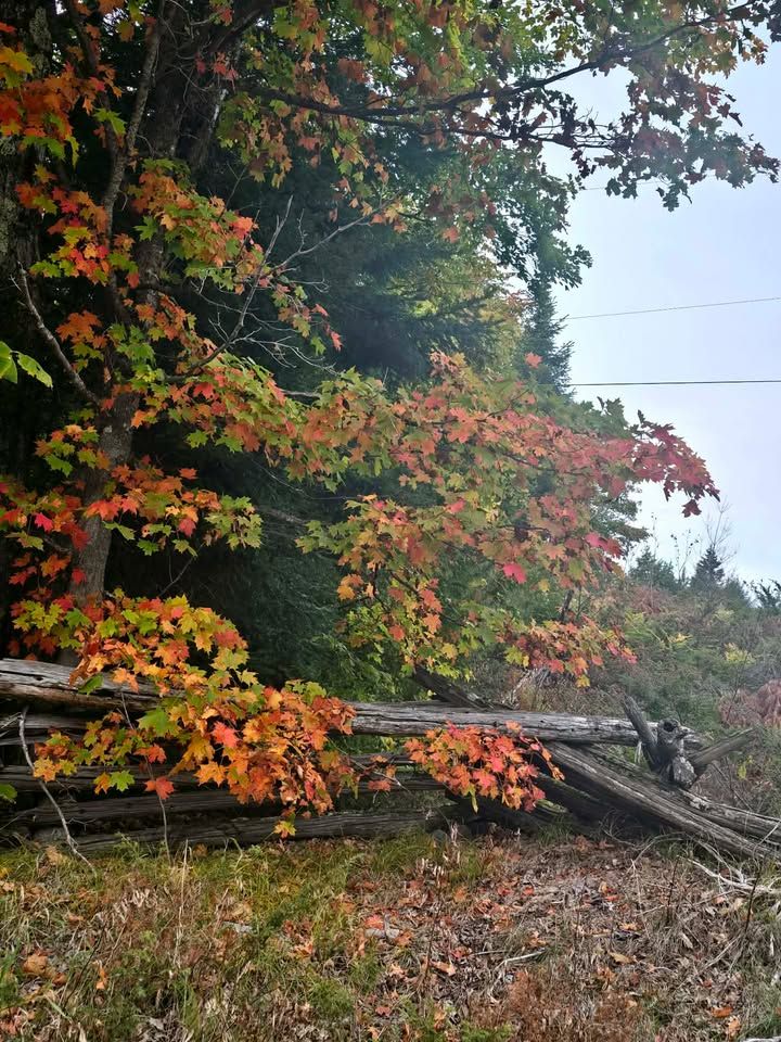 Red and orange maple branches hanging low over an old grey split-rail fence at the edge of the woods