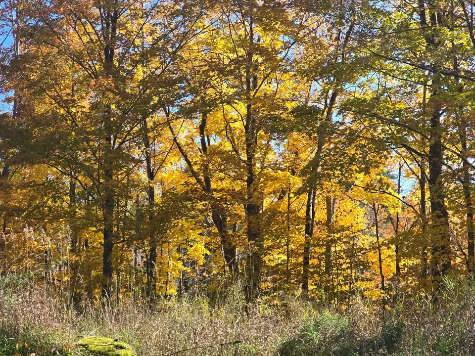 Sunlight through a woodlot of yellow maples, with long grass in the foreground
