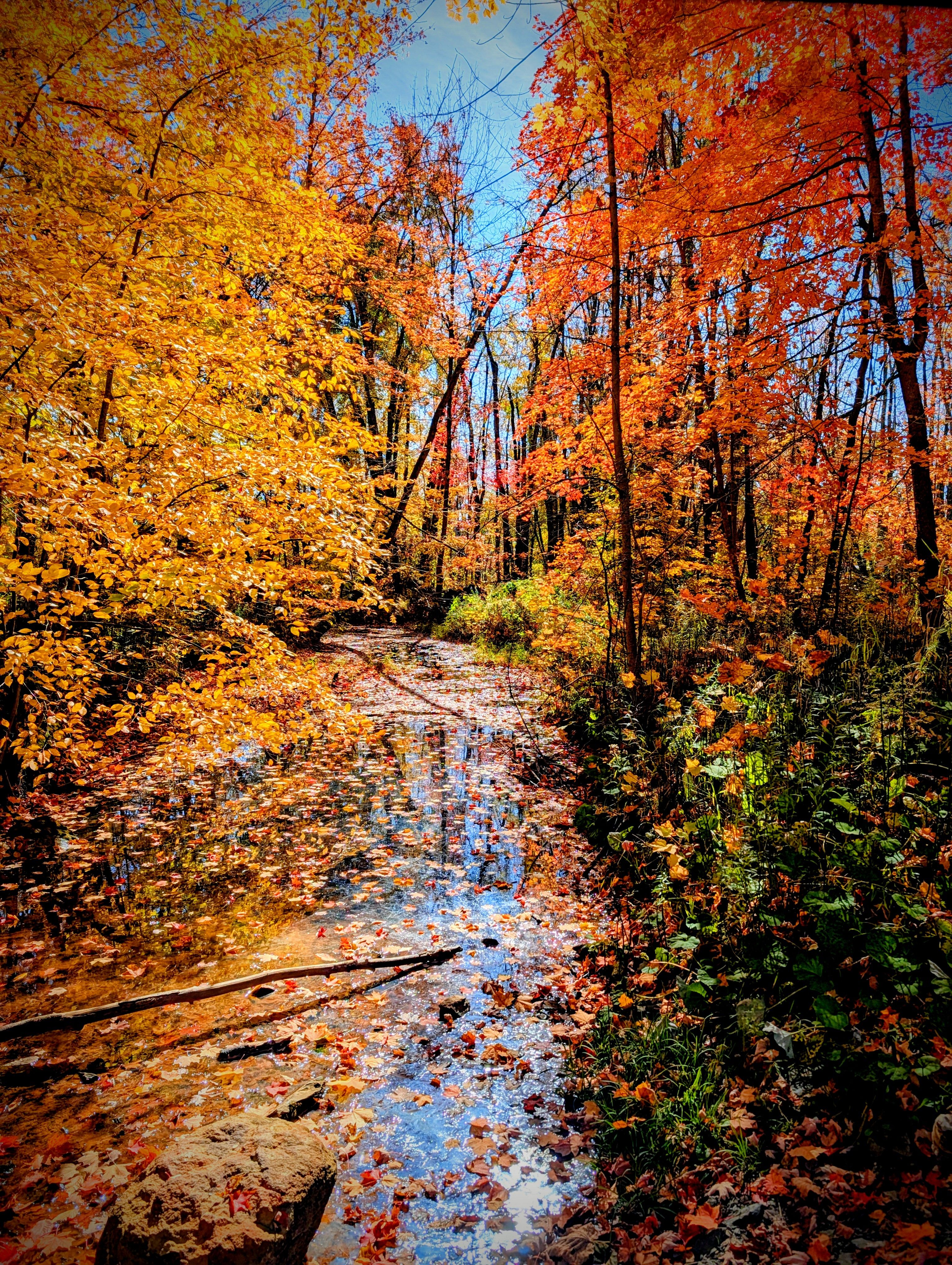 Still water covered in fallen leaves runs between yellow trees on one side and red maples on the other, with blue sky reflected in it, at Mathison Conservation Area in Havelock