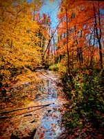 Still water covered in fallen leaves runs between yellow trees on one side and red maples on the other, with blue sky reflected in it, at Mathison Conservation Area in Havelock