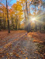 The sun bursting through yellow and orange maples over a leaf-covered gravel lane, with a small dog out on the path