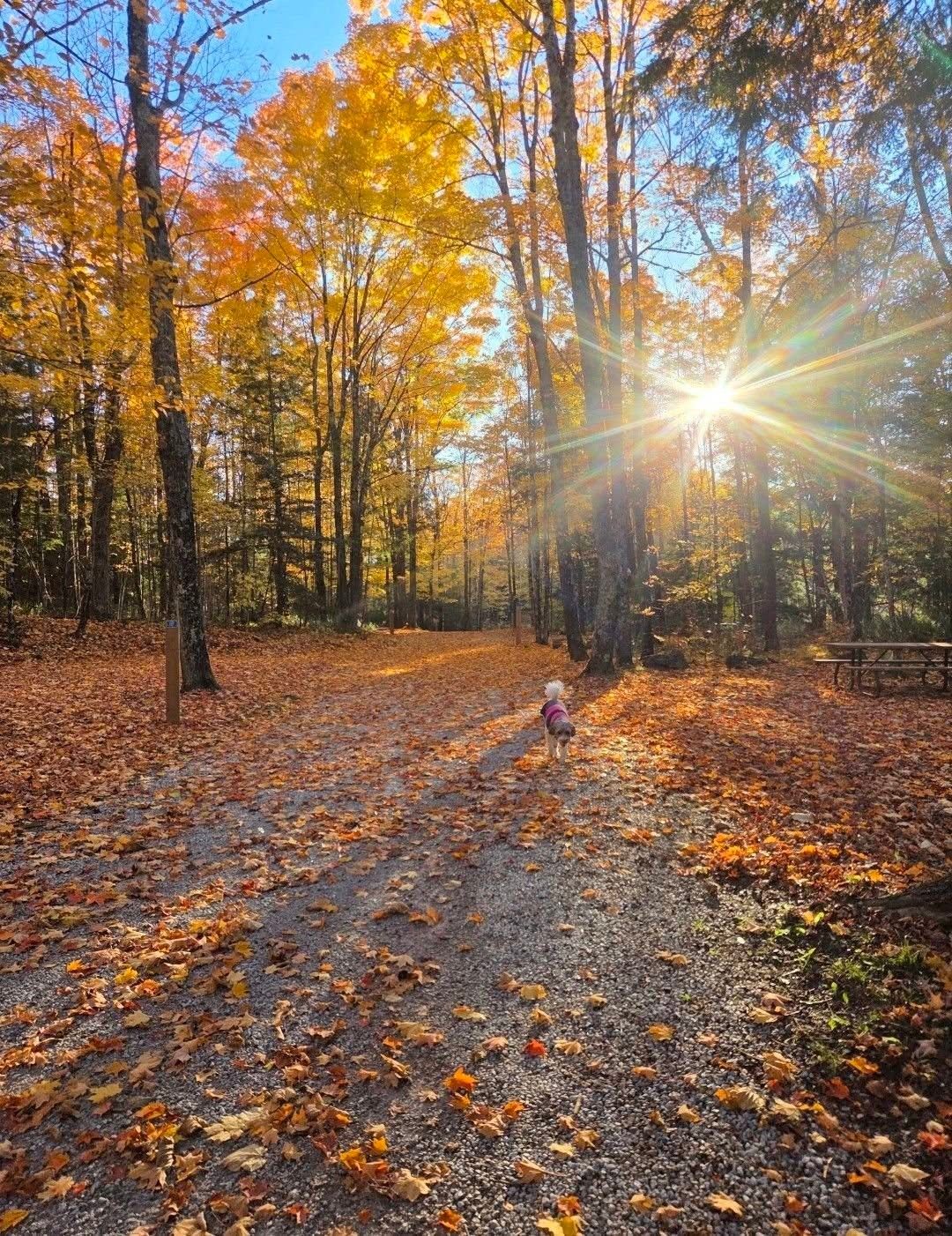 The sun bursting through yellow and orange maples over a leaf-covered gravel lane, with a small dog out on the path