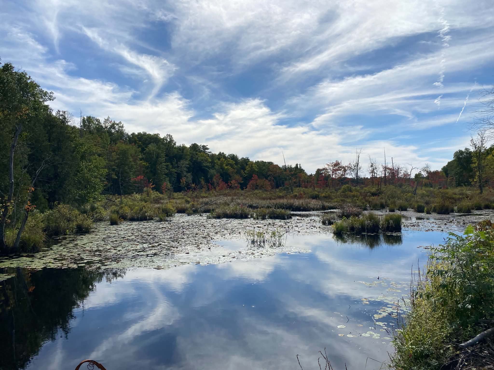 Streaks of white cloud reflected in a still pond dotted with lily pads, with the first red maples turning along the far edge of the marsh