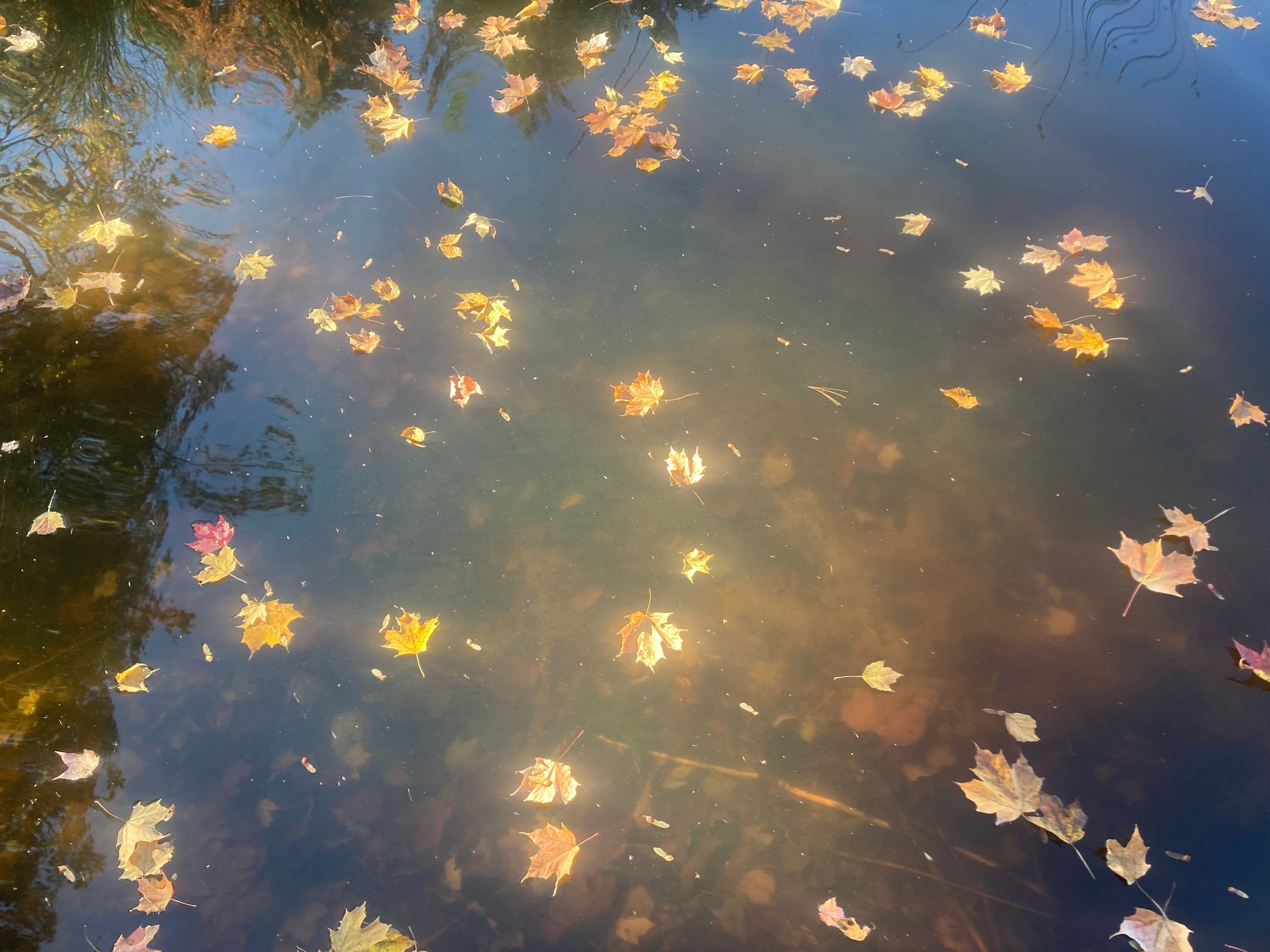 Yellow and orange maple leaves floating on clear, still water in Oconto Lake, the lake bottom visible below