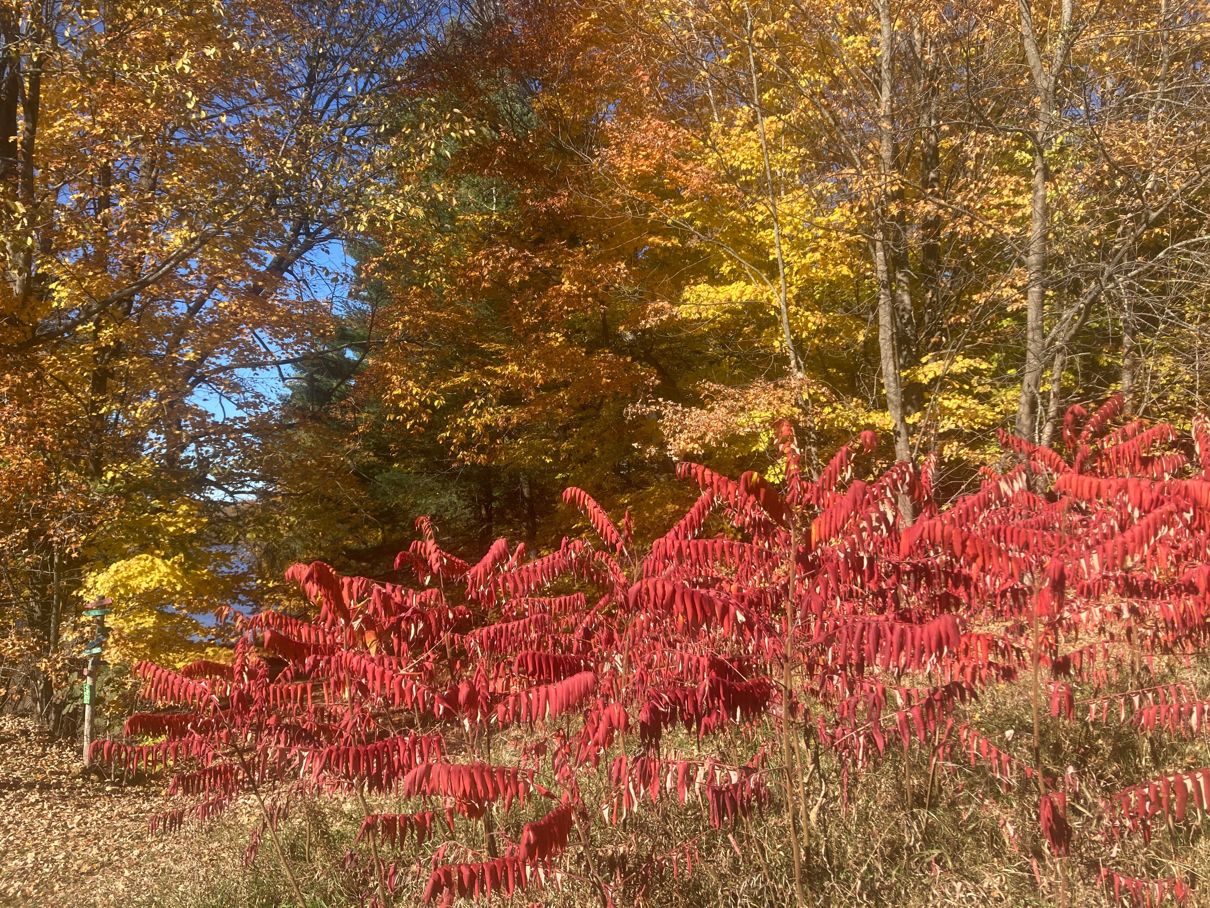 Bright red staghorn sumac in front of gold and orange autumn hardwoods under a blue sky near Oconto
