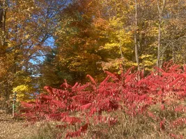 Bright red staghorn sumac in front of gold and orange autumn hardwoods under a blue sky near Oconto