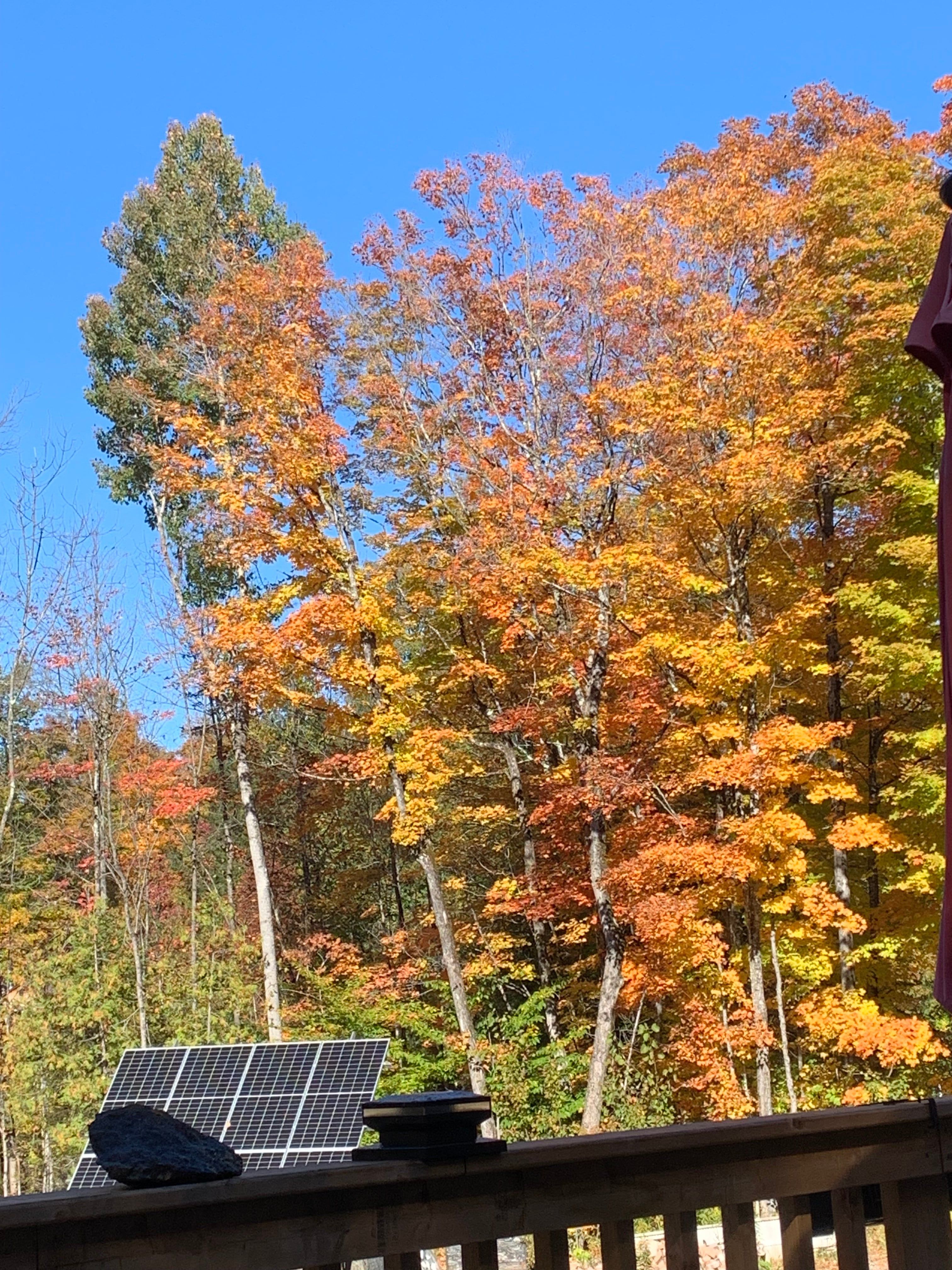 Tall maples in full orange, gold and red against a clear blue sky, seen from a deck railing with a solar panel in the trees below