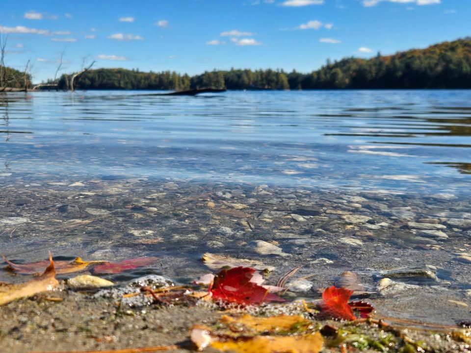 Red and yellow leaves washed up at the edge of a clear, rippling lake, with a wooded far shore under a blue sky