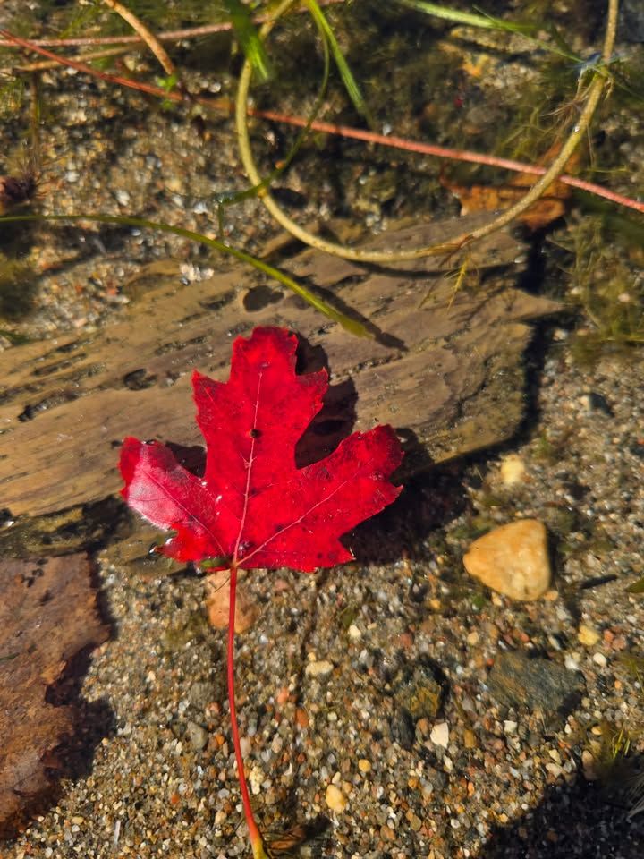 A single bright red maple leaf lying on sand and pebbles at the water's edge