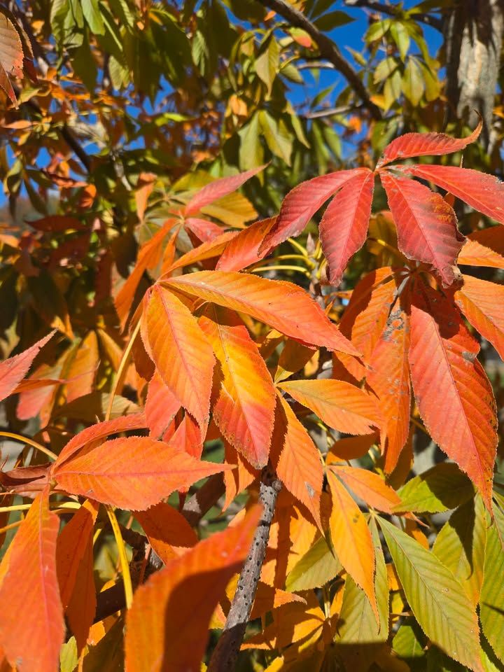 Orange and red leaflets on a branch, lit by the sun against green leaves and blue sky
