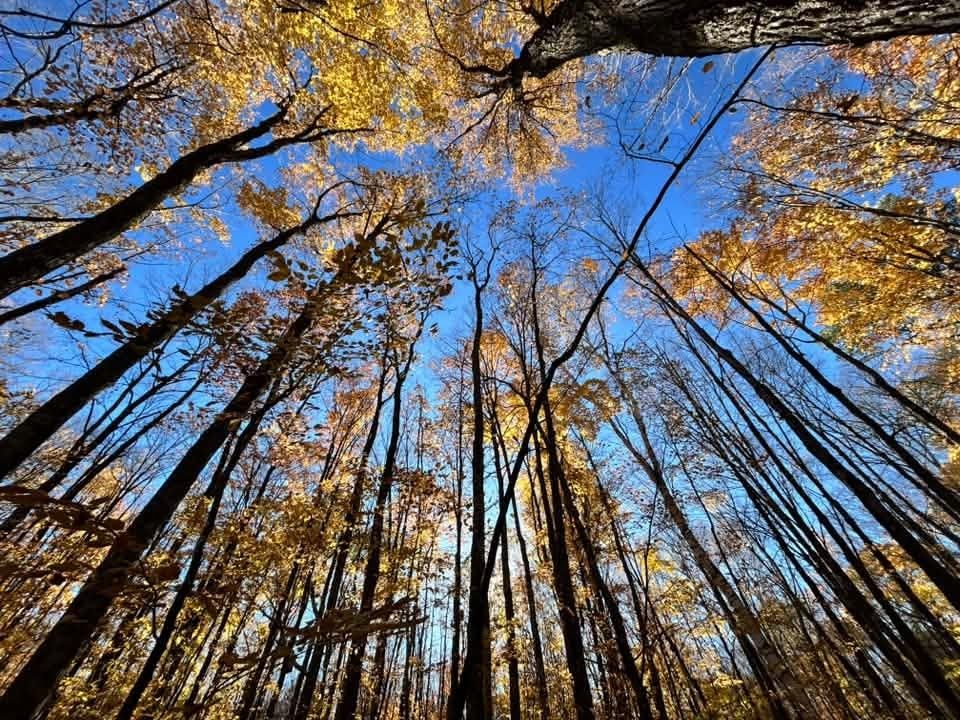 Looking straight up a stand of tall, slim trunks to a bright blue sky through yellow and gold leaves